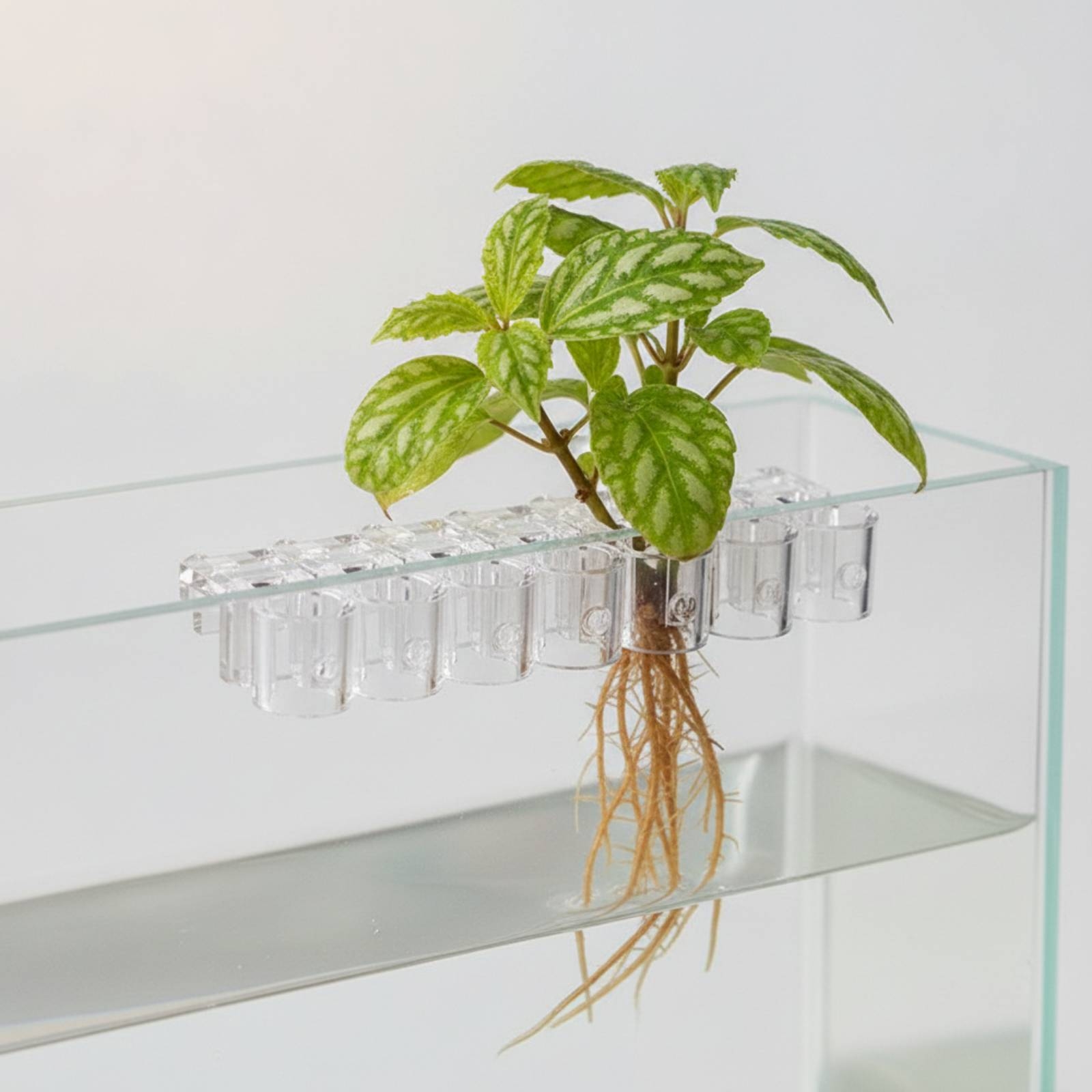 6 Pieces Aquarium Planter Clea - Aquarium Planted Plants 评论和价格