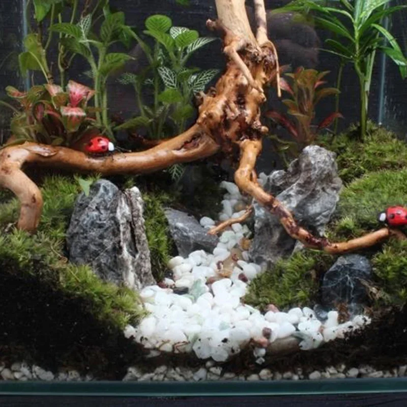 Natural Tree Trunk Driftwood A - Aquarium Plant Growing 评论和价格
