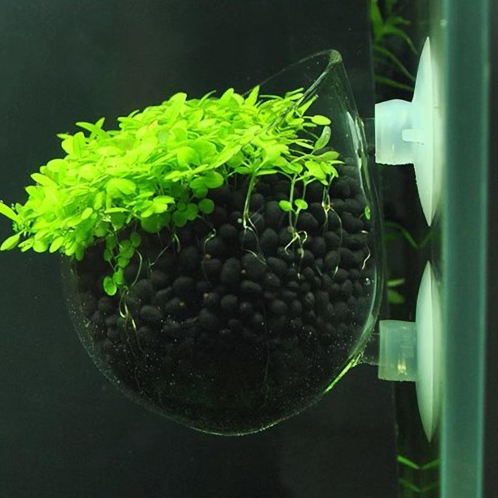 Aquarium Plant Holder Glass Aq - Aquarium Plant Growing 评论和价格