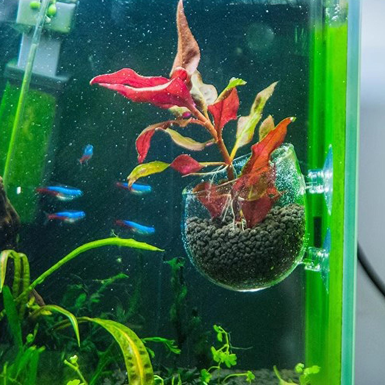 Aquarium Plant Holder Glass Aq - Aquarium Plant Growing 评论和价格