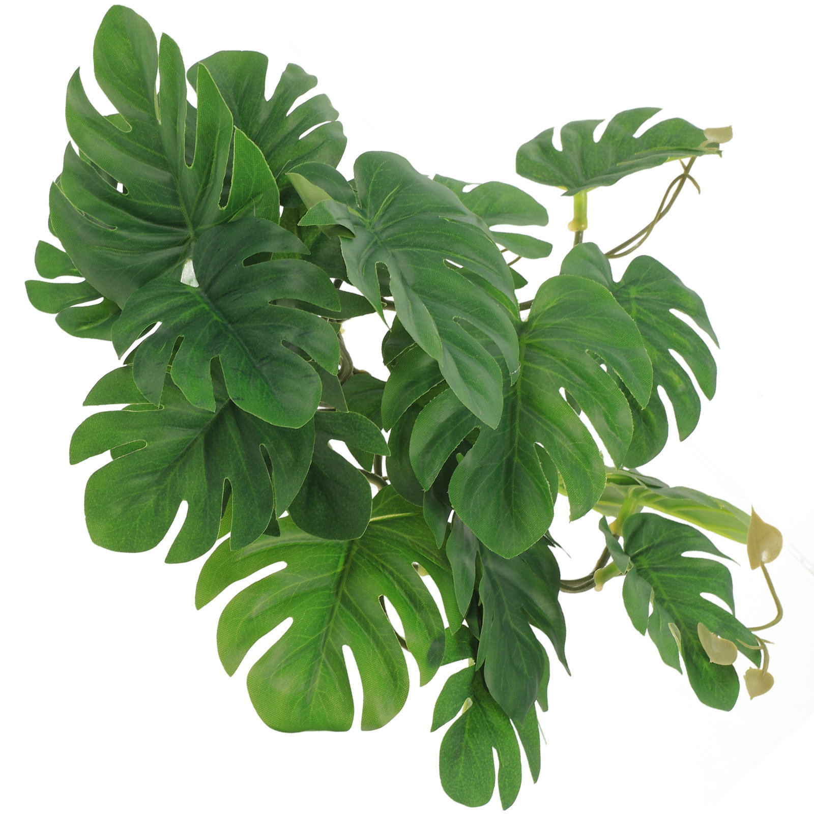 Safe Non Toxic Reptile Plants  - Non Planted Aquarium Fish 评论和价格