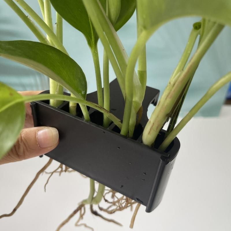 Aquatic Plant Cup Aquatic Plan - Emersed Plants Aquarium 评论和价格
