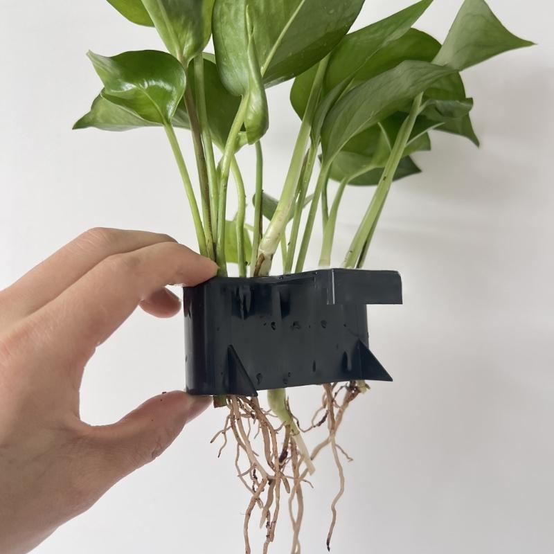 Aquatic Plant Cup Aquatic Plan - Emersed Plants Aquarium 评论和价格