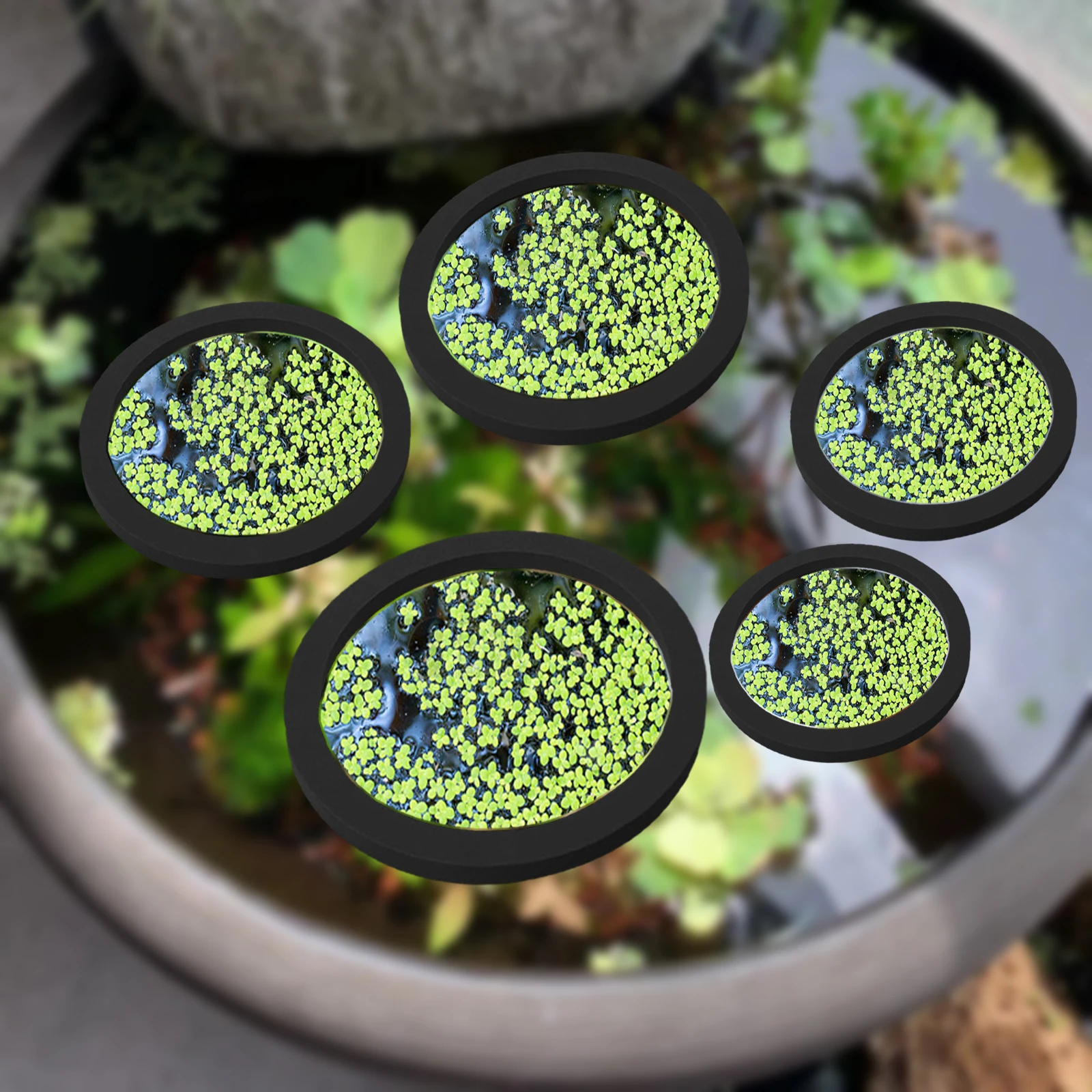 5Pcs EVA Fish Feeding Ring Aqu - Aquarium Planted Plants 评论和价格