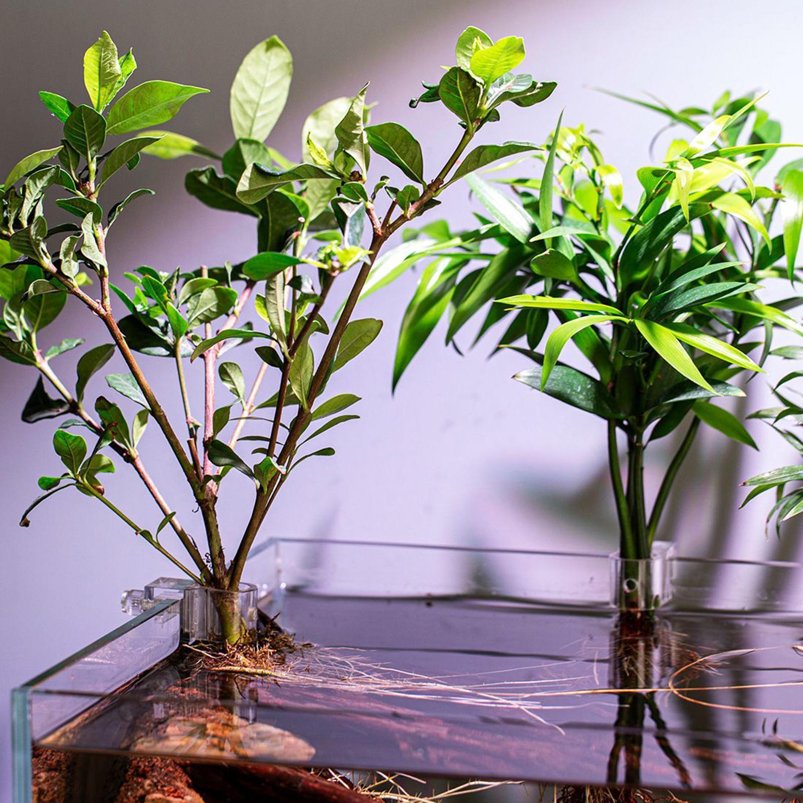 6pcs Aquarium Plant Holders Cl - Aquarium Plant Growing 评论和价格