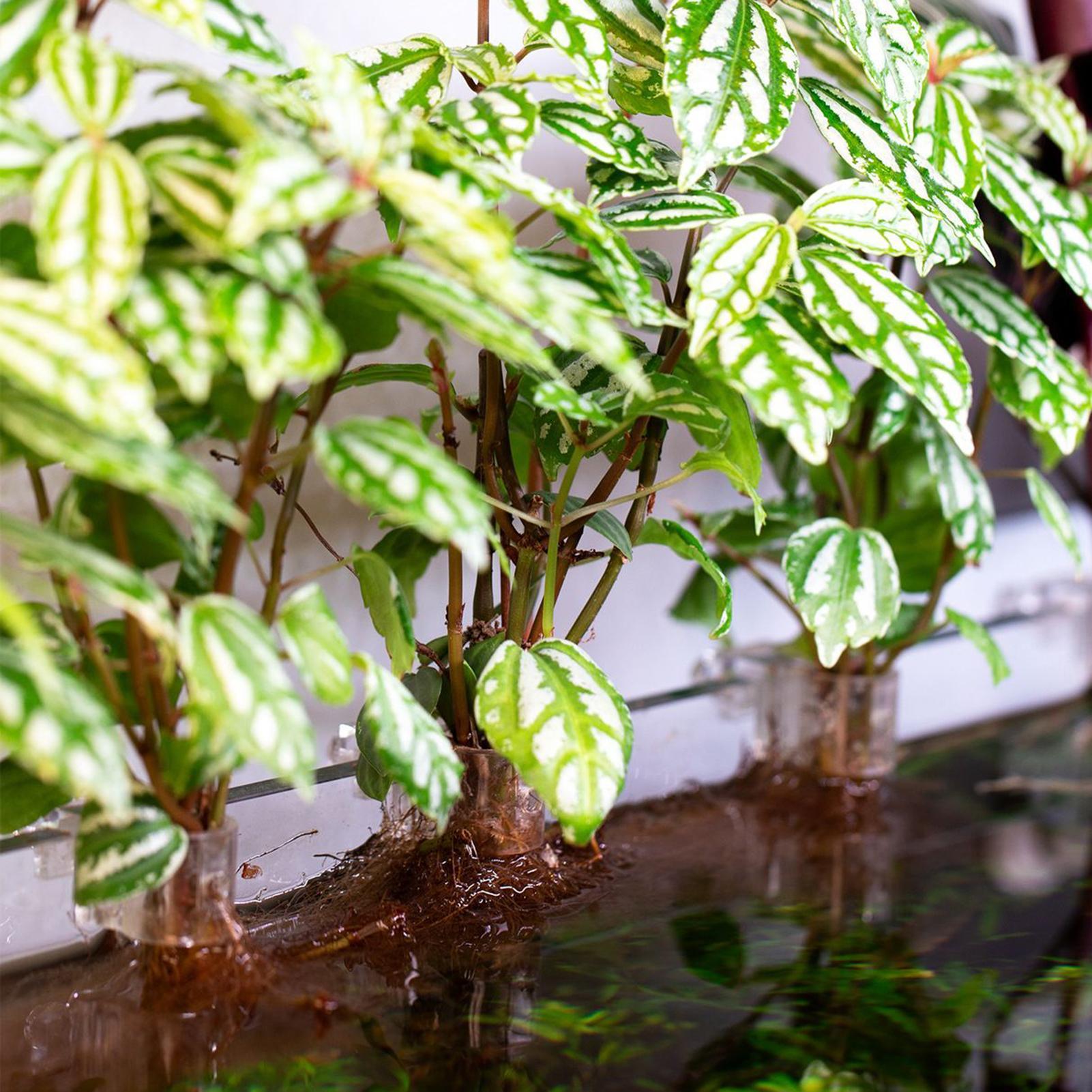 6pcs Aquarium Plant Holders Cl - Aquarium Plant Growing 评论和价格