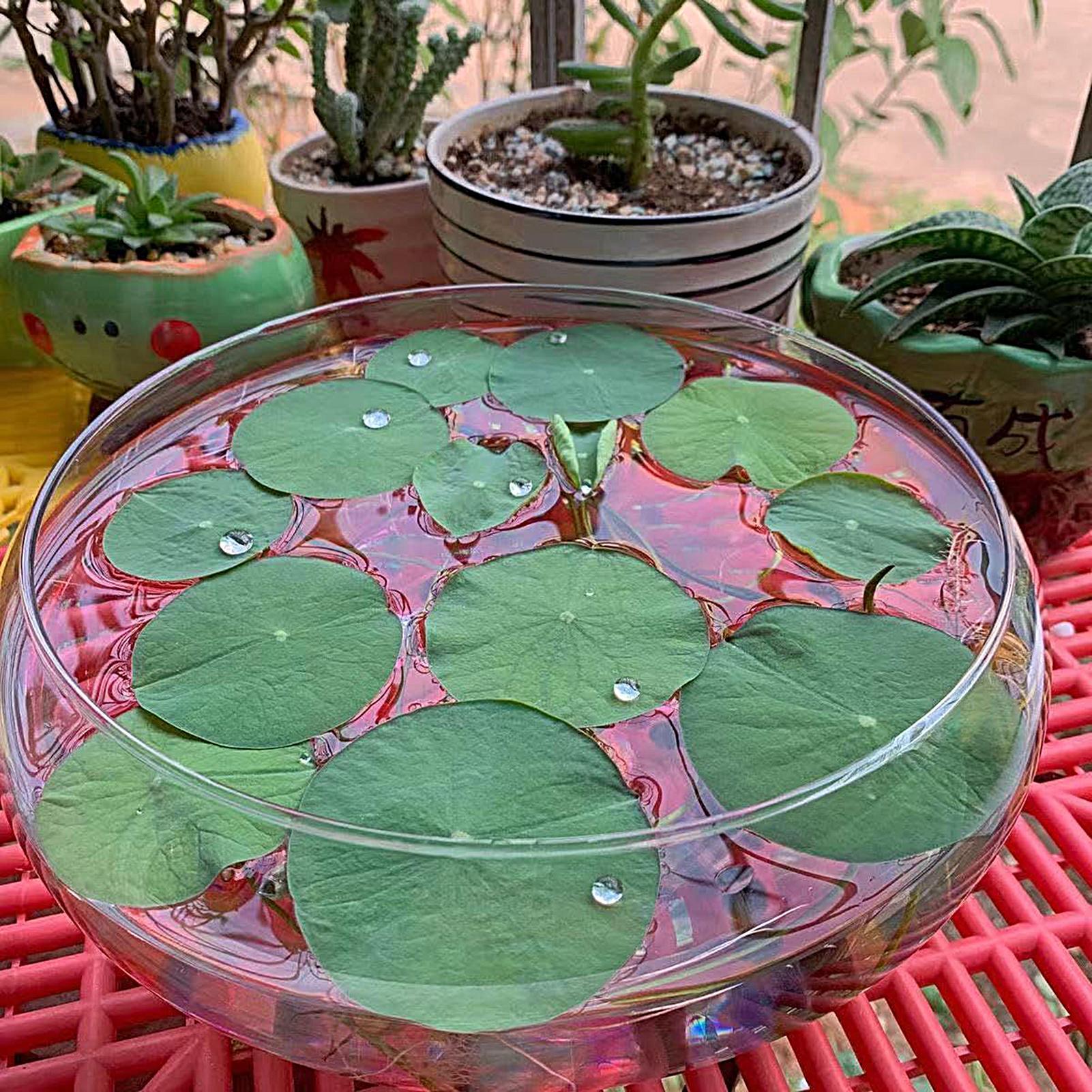 Fish Glass Bowl Glass Large Hy - Planted Aquarium Bowl 评论和价格